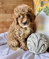 Disco , a male Cockapoo for sale in Abbeville, SC – 8 of 10