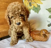 Groovy , a male Cockapoo for sale in Abbeville, SC – 9 of 10