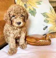 Groovy , a male Cockapoo for sale in Abbeville, SC – 7 of 10