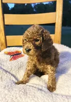 Winnie, a female Cockapoo for sale in Abbeville, SC – 8 of 10