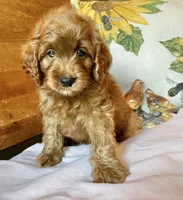 Micky , a male Cockapoo for sale in Abbeville, SC – 5 of 10