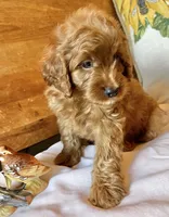 Micky , a male Cockapoo for sale in Abbeville, SC – 8 of 10