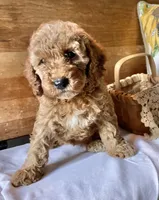 Mitzy , a female Cockapoo for sale in Abbeville, SC – 5 of 10