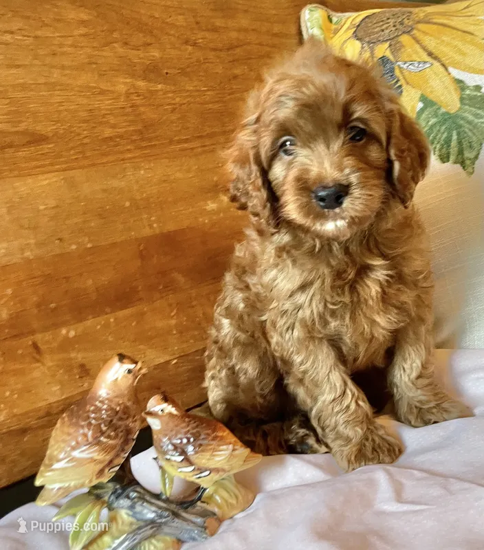 Micky  – Cockapoo puppy for sale in Abbeville, SC