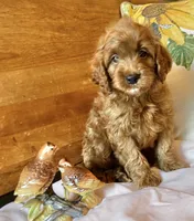 Micky , a male Cockapoo for sale in Abbeville, SC – 1 of 10