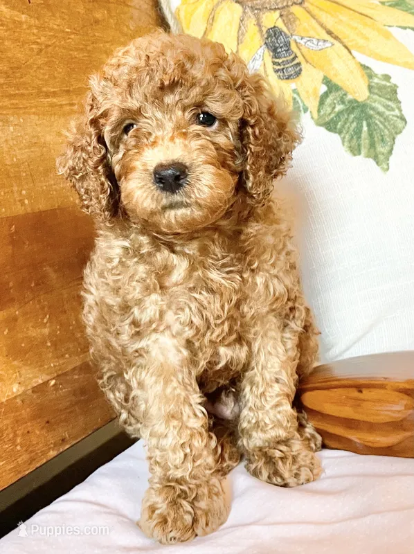 Groovy  – Cockapoo puppy for sale in Abbeville, SC