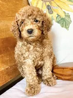 Groovy , a male Cockapoo for sale in Abbeville, SC – 1 of 10