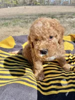 Luna, a female Cockapoo for sale in Abbeville, SC – Photo 4 of 7