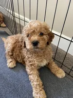 Luna, a female Cockapoo for sale in Abbeville, SC – Photo 6 of 7