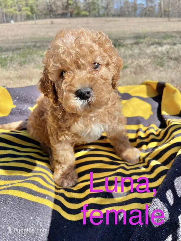 Luna – Cockapoo puppy for sale in Abbeville, SC