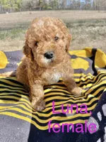 Luna, a female Cockapoo for sale in Abbeville, SC – Photo 1 of 7