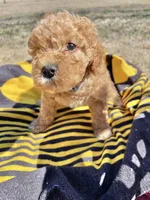 Luna, a female Cockapoo for sale in Abbeville, SC – Photo 3 of 7