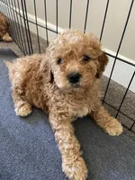 Luna, a female Cockapoo for sale in Abbeville, SC – Photo 7 of 7