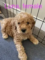 Luna, a female Cockapoo for sale in Abbeville, SC – Photo 2 of 7