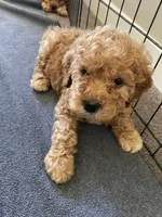 Luna, a female Cockapoo for sale in Abbeville, SC – Photo 5 of 7