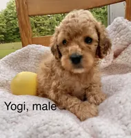 Yogi , a male Cockapoo for sale in Abbeville, SC – 6 of 8