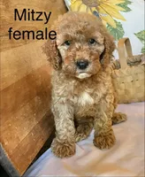 Mitzy , a female Cockapoo for sale in Abbeville, SC – 2 of 10