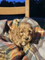 Paris , a female Cockapoo for sale in Abbeville, SC – 2 of 7