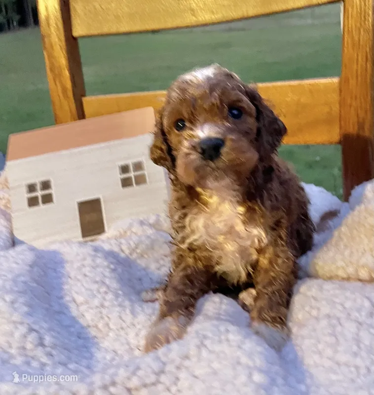 Pongo  – Cockapoo puppy for sale in Abbeville, SC