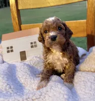 Pongo , a male Cockapoo for sale in Abbeville, SC – 1 of 8