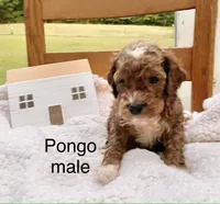 Pongo , a male Cockapoo for sale in Abbeville, SC – 3 of 8