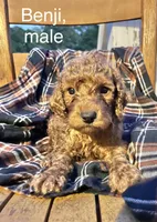 Benji , a male Cockapoo for sale in Abbeville, SC – 4 of 6