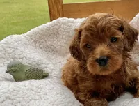 Flicka , a female Cockapoo for sale in Abbeville, SC – 3 of 7