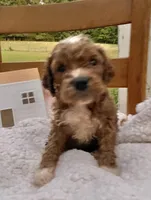 Pongo , a male Cockapoo for sale in Abbeville, SC – 5 of 8
