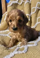 Basil , a female Cockapoo for sale in Abbeville, SC – 5 of 10
