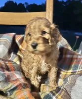 Paris , a female Cockapoo for sale in Abbeville, SC – 5 of 7