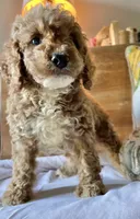 Disco , a male Cockapoo for sale in Abbeville, SC – 3 of 10