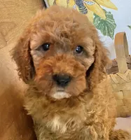 Mitzy , a female Cockapoo for sale in Abbeville, SC – 6 of 10