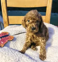 Winnie, a female Cockapoo for sale in Abbeville, SC – 2 of 10