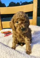 Winnie, a female Cockapoo for sale in Abbeville, SC – 5 of 10