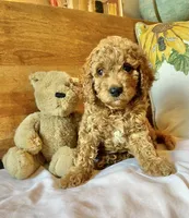 Tango , a male Cockapoo for sale in Abbeville, SC – 7 of 10