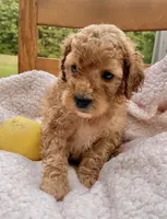Yogi , a male Cockapoo for sale in Abbeville, SC – 5 of 8