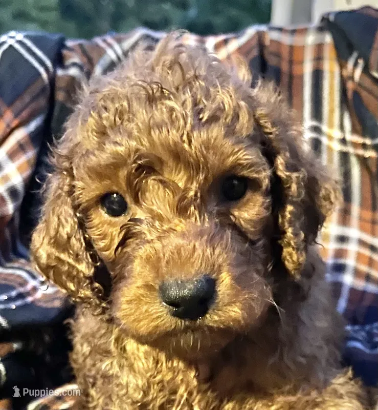 Benji  – Cockapoo puppy for sale in Abbeville, SC