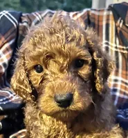 Benji , a male Cockapoo for sale in Abbeville, SC – 1 of 6