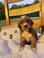 Pongo , a male Cockapoo for sale in Abbeville, SC – 6 of 8