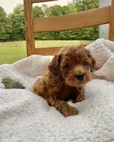 Flicka , a female Cockapoo for sale in Abbeville, SC – 6 of 7