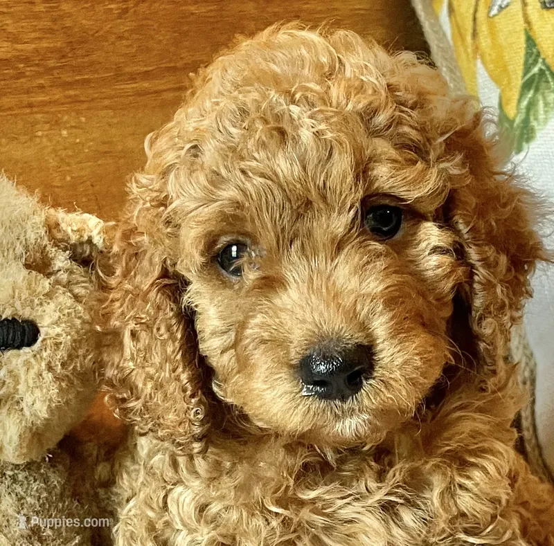 Tango  – Cockapoo puppy for sale in Abbeville, SC