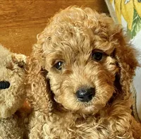 Tango , a male Cockapoo for sale in Abbeville, SC – 2 of 10