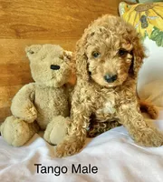 Tango , a male Cockapoo for sale in Abbeville, SC – 5 of 10