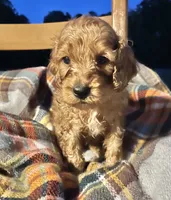 Paris , a female Cockapoo for sale in Abbeville, SC – 7 of 7