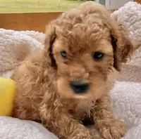 Yogi , a male Cockapoo for sale in Abbeville, SC – 8 of 8
