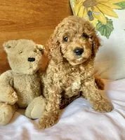 Tango , a male Cockapoo for sale in Abbeville, SC – 9 of 10