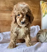 Disco , a male Cockapoo for sale in Abbeville, SC – 5 of 10