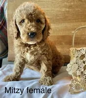 Mitzy , a female Cockapoo for sale in Abbeville, SC – 3 of 10