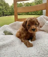 Flicka , a female Cockapoo for sale in Abbeville, SC – 7 of 7