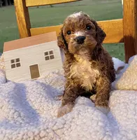 Pongo , a male Cockapoo for sale in Abbeville, SC – 8 of 8